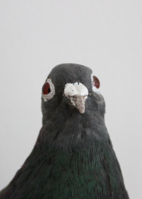 A Habanera Pigeon